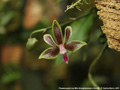 Photo : Phalaenopsis Lea Mini