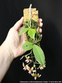 Photo : Phalaenopsis Lea Mini