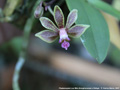Photo : Phalaenopsis Lea Mini