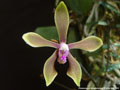 Photo : Phalaenopsis honghenensis