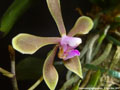 Photo : Phalaenopsis honghenensis