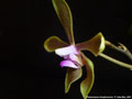 Photo : Phalaenopsis honghenensis