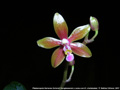 Photo : Phalaenopsis Marianne Schmoll
