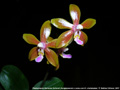 Photo : Phalaenopsis Marianne Schmoll