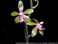 Photo : Phalaenopsis Marianne Schmoll