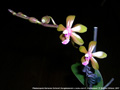 Photo : Phalaenopsis Marianne Schmoll