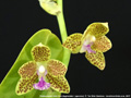 Photo : Phalaenopsis Little One