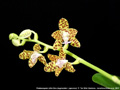 Photo : Phalaenopsis Little One