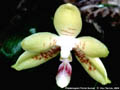 Photo : Phalaenopsis Flores Sunset