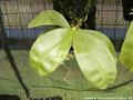 Photo : Phalaenopsis Inscript-Micholitz