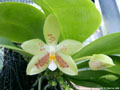 Photo : Phalaenopsis Inscript-Micholitz