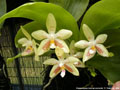 Photo : Phalaenopsis Inscript-Micholitz