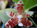 Photo : Phalaenopsis inscriptiosinensis