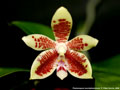 Photo : Phalaenopsis inscriptiosinensis