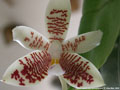 Photo : Phalaenopsis inscriptiosinensis