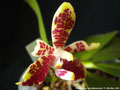 Photo : Phalaenopsis inscriptiosinensis