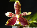 Photo : Phalaenopsis inscriptiosinensis