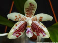 Photo : Phalaenopsis inscriptiosinensis