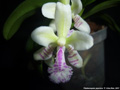 Photo : Phalaenopsis japonica