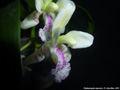 Photo : Phalaenopsis japonica