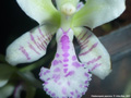 Photo : Phalaenopsis japonica
