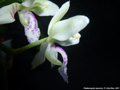Photo : Phalaenopsis japonica