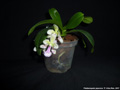 Photo : Phalaenopsis japonica