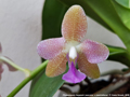Photo : Phalaenopsis Nagasaki