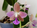 Photo : Phalaenopsis Nagasaki