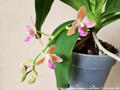 Photo : Phalaenopsis Nagasaki