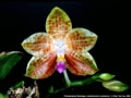 Photo : Phalaenopsis Kenanga
