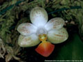 Photo : Phalaenopsis Java Love