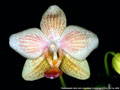 Photo : Phalaenopsis Java Gem