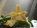 Photo : Phalaenopsis Adri Witanta Husada