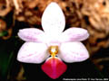 Photo : Phalaenopsis Java Paris