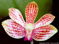 Photo : Phalaenopsis Java Mini