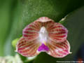 Photo : Phalaenopsis javanica