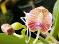 Photo : Phalaenopsis javanica