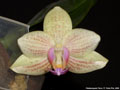 Photo : Phalaenopsis Flava