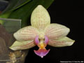 Photo : Phalaenopsis Flava