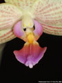 Photo : Phalaenopsis Flava