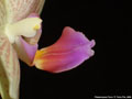 Photo : Phalaenopsis Flava