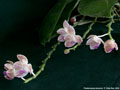 Photo : Phalaenopsis javanica