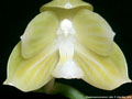 Photo : Phalaenopsis javanica