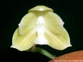 Photo : Phalaenopsis javanica