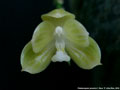 Photo : Phalaenopsis javanica