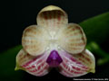 Photo : Phalaenopsis javanica