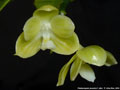 Photo : Phalaenopsis javanica