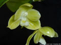 Photo : Phalaenopsis javanica