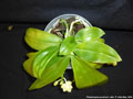Photo : Phalaenopsis javanica
